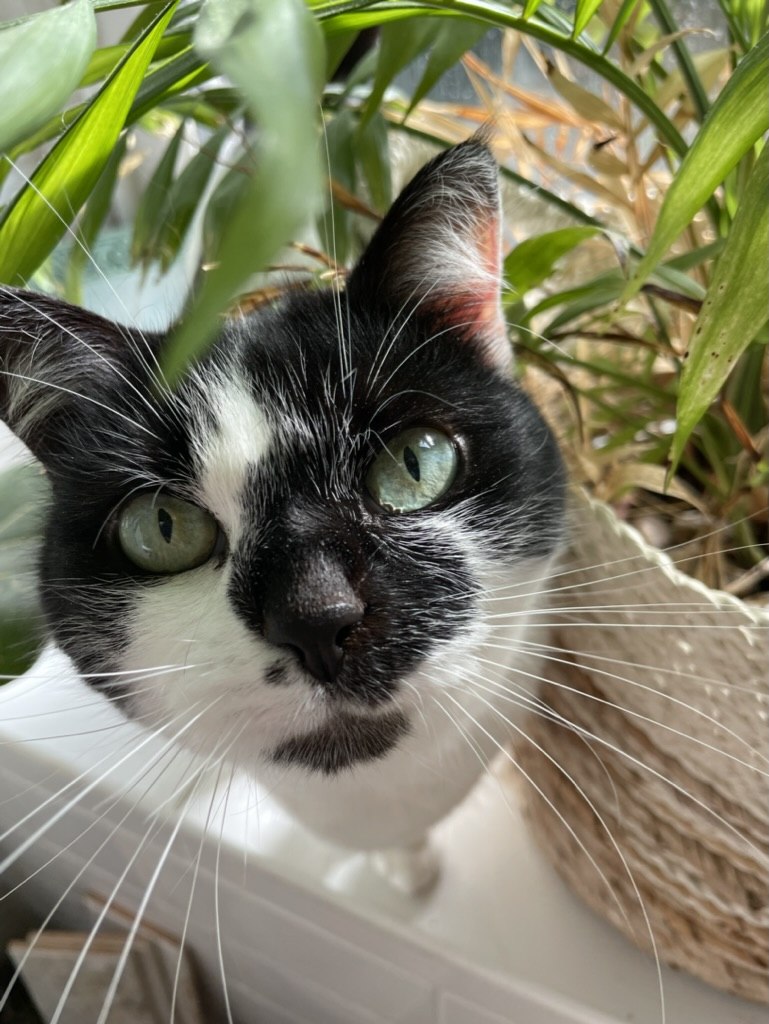 My cat