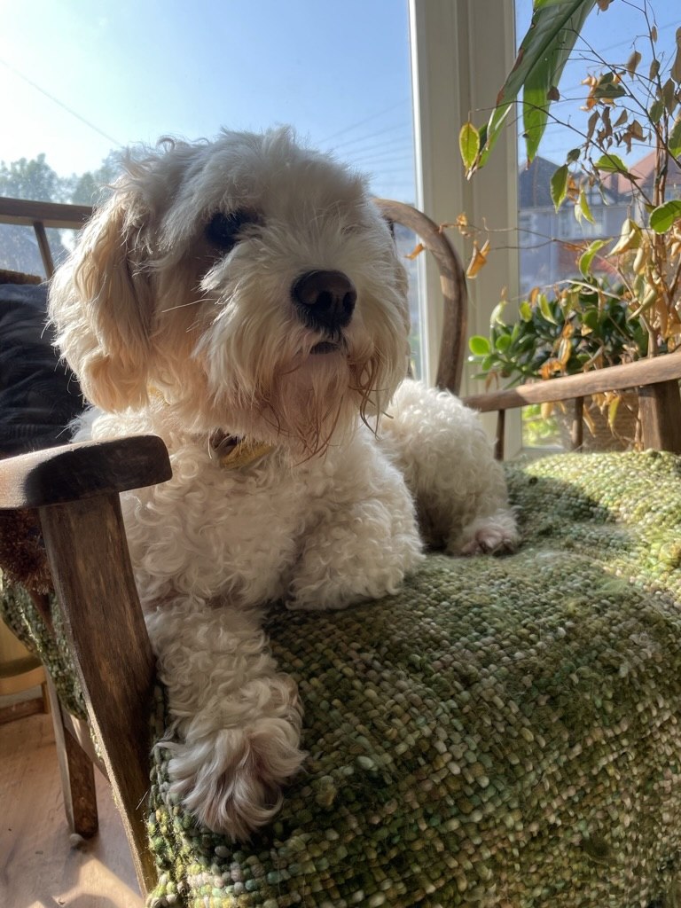 My dog